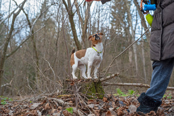 Jack Russell Terrier for a walk in the autumn forest.