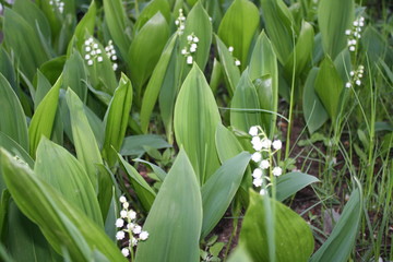 Obraz premium blooming white color flowers in the country
