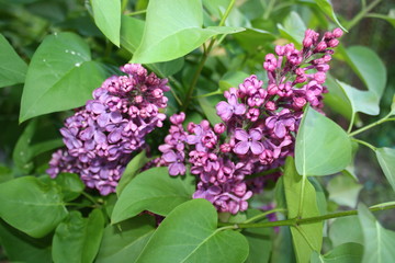 blooming beautiful lilac in the garden