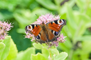 multicolor butterfly on a pink flower in the park on many shades of green summer background