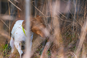 Jack Russell Terrier for a walk in the autumn forest.
