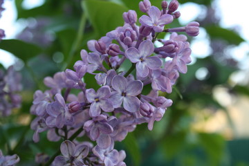 blooming beautiful lilac in the garden
