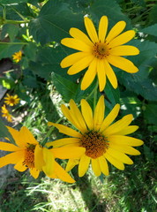 Obraz premium yellow blooming flowers in the country