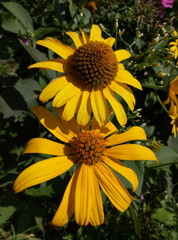Obraz premium yellow blooming flowers in the country