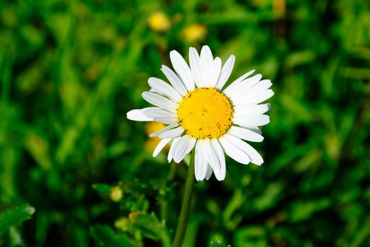 Perfect close-up photo of a camomile flower on a green blurry background