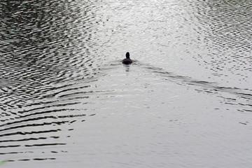 Wild duck swims on the pond leaving a characteristic trail on the surface of the water.