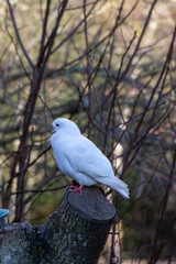 One dove perched on a log in the garden
