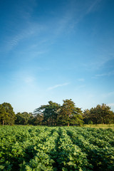 Fototapeta na wymiar Cultivos en Montería Cordoba, cielo azul y paisajes de agricultura