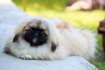 Dog breed pekingese