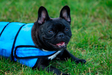 Dog breed French Bulldog