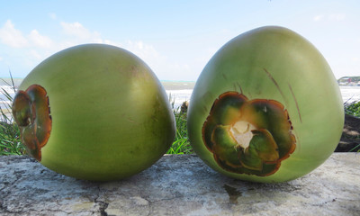 Close-up of green coconuts on blurred background of the Caribbean Sea. Martinique, French West...