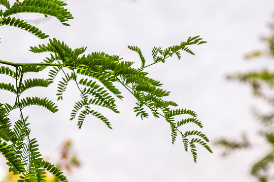 Green leaves of acacia plant on sky background.