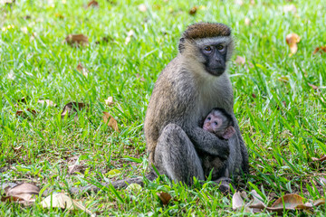 Naklejka na ściany i meble Vervet monkey (Chlorocebus pygerythrus) with newborn baby, Entebbe, Uganda
