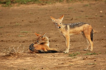 The pair of black-backed jackal (Canis mesomelas) playing close to the waterhole in Kalahari desert.