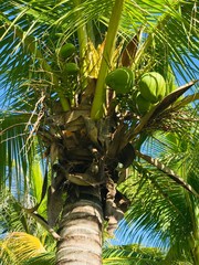 coconut tree with coconut