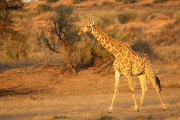 Giraffe (Giraffa camelopardalis giraffa) walkingon sand in Kalahari desert
