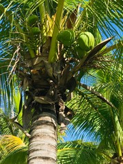 coconut tree with coconut