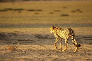 The cheetah (Acinonyx jubatus) feline walking across the sand way in Kalahari desert in the evening sun.