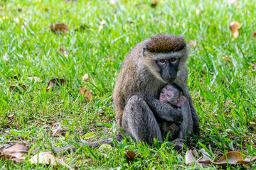 Vervet monkey (Chlorocebus pygerythrus) with newborn baby, Entebbe, Uganda