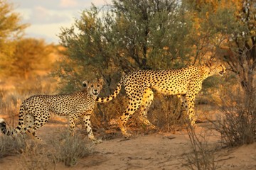 The cheetah (Acinonyx jubatus) feline with her cub walking across the sand in Kalahari desert in the evening sun.