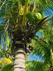 coconut tree with coconut