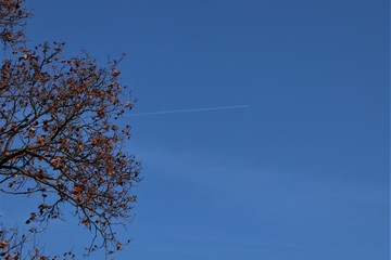 Trail from an airplane high in the sky, part of a tree with dry leaves.