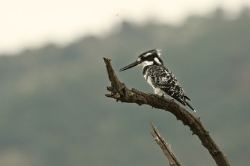 Pied kingfisher (Ceryle rudis) sitting on a branch and looking around. Pied kingfisher on the hunt.