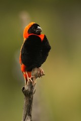 The red bishop (Euplectes orix) sitting on the branch a looking around.