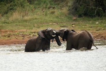 Two African bush elephants male (Loxodonta africana) fighting in the water.