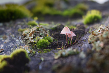 mushrooms growing on rock with moss and lichen