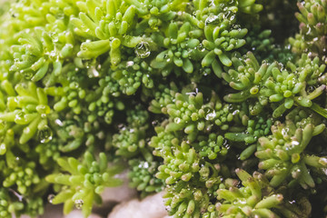 green moss on a tree