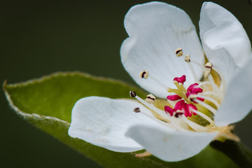close up apple blossom