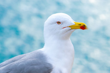 Seagull portrait