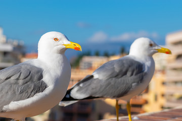 Seagull portrait
