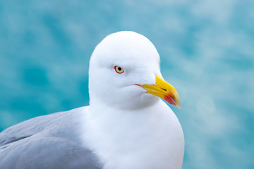 Seagull portrait