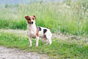 Small Jack Russell terrier dog standing on country road, blurred grass in background and around, her fur wet from swimming in river