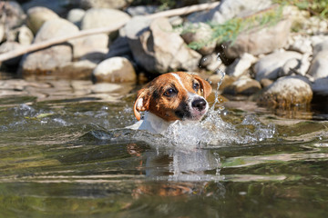 Small Jack Russell dog swimming in river, only her wet head above water, sun shines, blurred stones at background