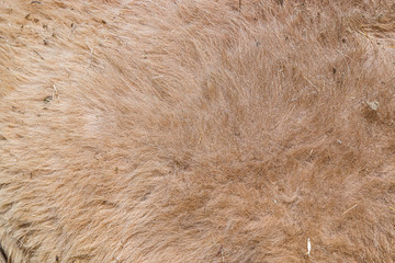 Dirty camel hair as background