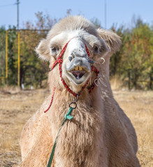 Camel head in nature close-up
