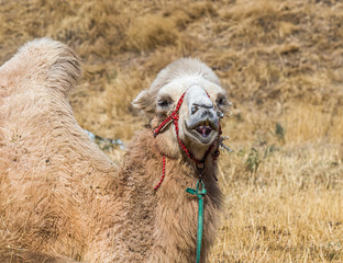 Camel head in nature close-up