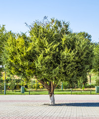Tree in the park among paving slabs