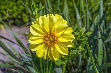 flower of large yellow dahlia growing on the ground in the garden on a green background in the summer time