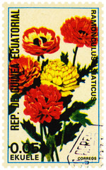 Flowers Persian buttercup on postage stamp