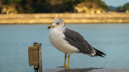 bird