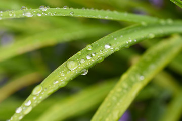 Water droplets on green leaf