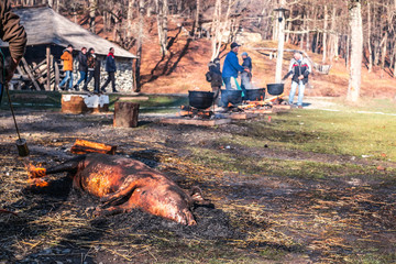 people preparing a pig for Butchers slaughtering