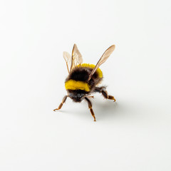 Bumblebee isolated on the white background