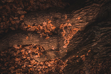 autumn abstract background with leafs