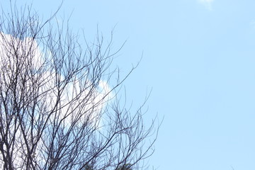 ramas secas con cielo de fondo