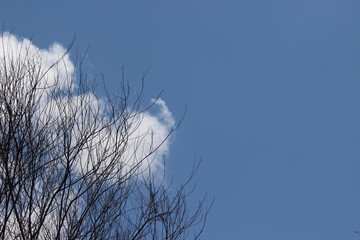 árbol seco con cielo azul de fondo